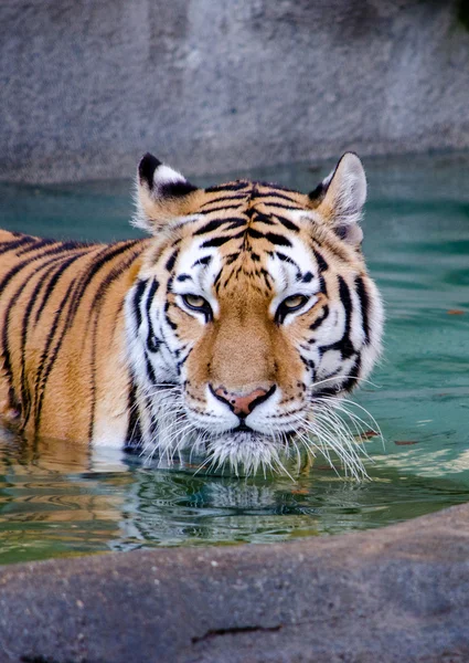 Величественный тигр в воде — стоковое фото