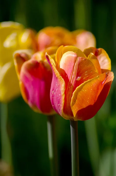 Tulipani delicati in un giardino di primavera — Foto Stock