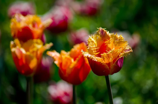 鹦鹉郁金香在春天的花园 — 图库照片