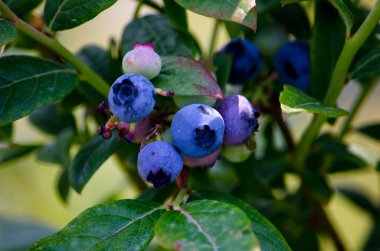 asma üzerinde yaban mersini