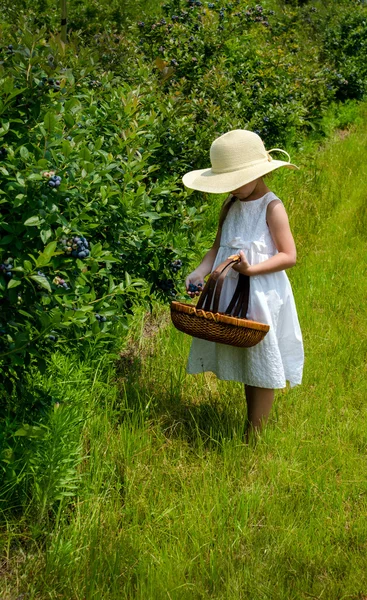 Niña recogiendo arándanos — Foto de Stock