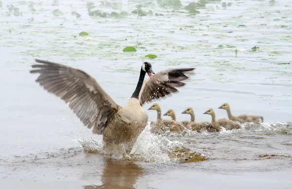 Több mint védő anya madár — Stock Fotó
