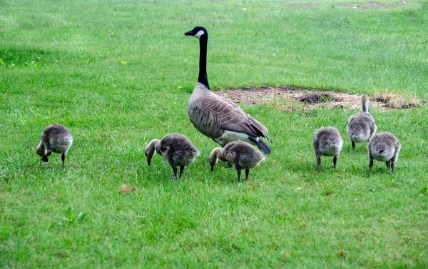 Mother goose och hennes familj — Stockfoto