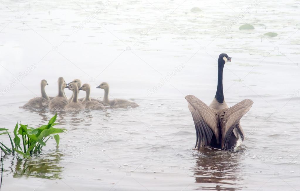 goose sends a warning to predators