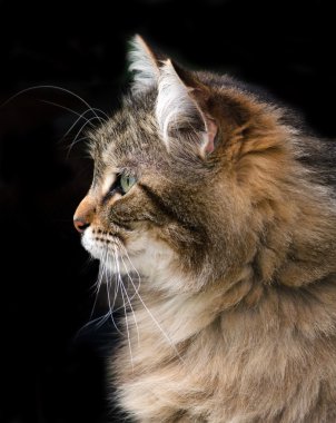 Maine coon profili