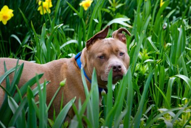 pit bull dog in the garden