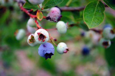 tatlı Michigan yaban mersini