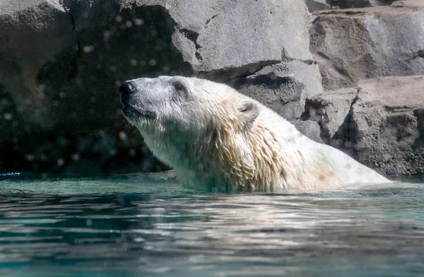 Szczęśliwy, niedźwiedź polarny, pływanie — Zdjęcie stockowe
