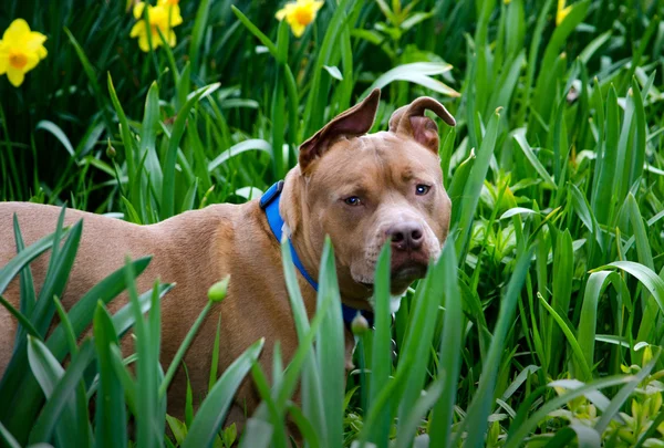 Pit bull dog in the garden — Stok fotoğraf