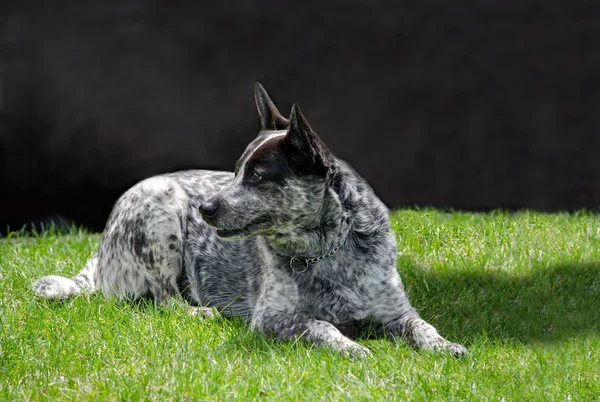Австралийская каблуковая собака — стоковое фото
