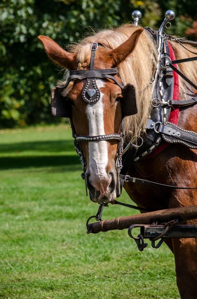 Cavalo de trabalho fechar — Fotografia de Stock