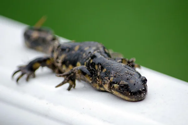 Salamandra manchada pequena — Fotografia de Stock
