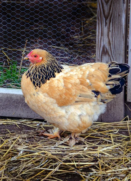 Frango brahma em uma gaiola — Fotografia de Stock