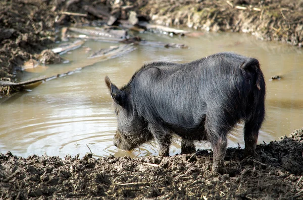 Törstig borst gris — Stockfoto