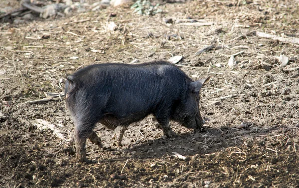 Little bristle pig looking for food — Stock Photo, Image