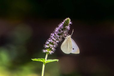 Küçük bir lahana beyaz kelebeği, kedi nanesi bitkisinin üzerindeki mor çiçeklerin poleninin tadını çıkarır.