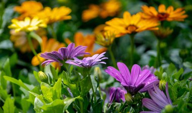 Sarı ve mor renkli Gerbera papatyaları bahçesi