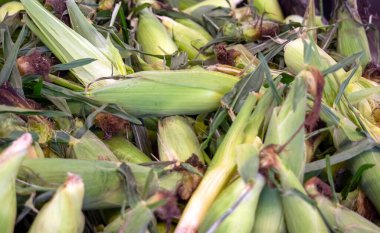 Yol kenarındaki tezgahta satılık mısır yığını var.