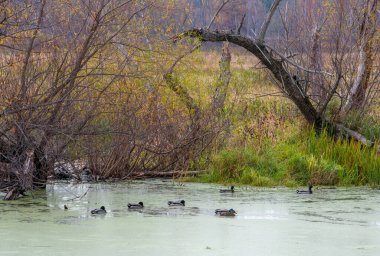 Vahşi ördekler Indiana 'da bir vahşi yaşam sığınağında yüzüyorlar.