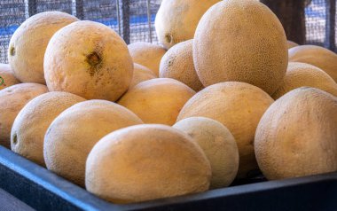 Michigan 'da bir çiftlik pazarında satışta olan taze kavun dolu büyük bir masa.