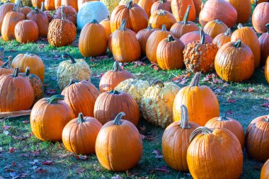 Indiana 'da yerel bir balkabağı tarlasında düzinelerce balkabağı sergileniyor.