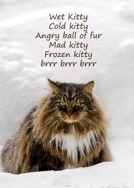 Wet kitty cold kitty cat with poem — Stock Photo, Image