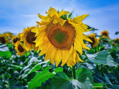 Güzel açan ayçiçeği - küçük güneş