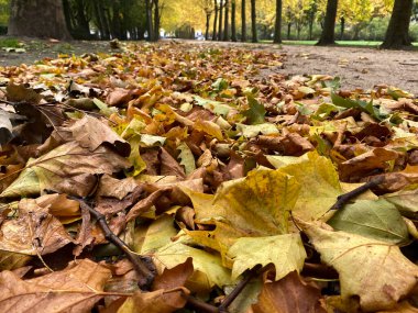 Fotoğraf 22 Ekim 2020 'de Brüksel, Belçika' daki Cinquantenaire parkındaki sonbahar manzarasını gösteriyor.