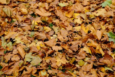 Fotoğraf Brüksel, Belçika 'daki Cinquantenaire parkındaki sonbahar manzarasını gösteriyor
