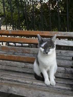 Bir kedi bankta oturuyor.