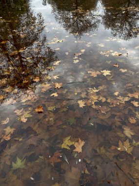 Farklı renklerde düşen sonbahar yaprakları kısmen göletin yüzeyinde yatıyordu ve kısmen batmış ve suyun altında yatıyordu..