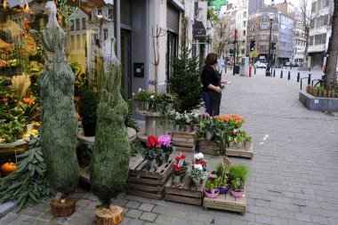 19 Kasım 2020 'de Brüksel, Belçika' da satılık Noel ağaçları.