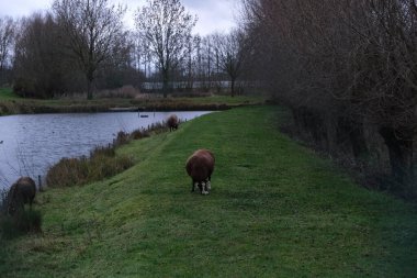 22 Aralık 2020 'de Puur, Belçika' da bir grup koyun çiftliğinde.