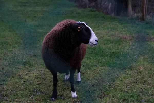 Grupa Owiec Farmie Puurs Belgia Dniu Grudnia 2020 — Zdjęcie stockowe