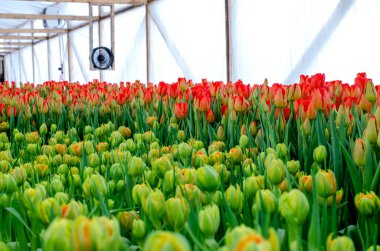 Lale çiftliği 8 Mart bayramı için, perakende mağazaları için toptan malzemeler olarak yetiştiriliyor. Yeni lale çeşitlerinin üretilmesi.