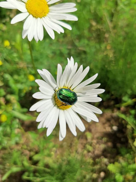 May beetle on a daisy. Metallic green beetle on the background of two daisies in a field. Background.