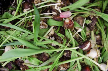 Masada ampulleri olan lale çiçekleri..