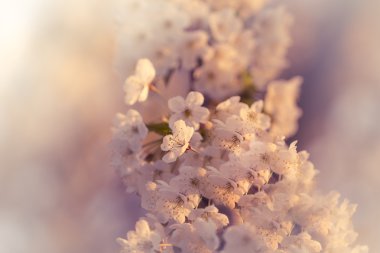 Baharın güzel kiraz çiçeği sembol sezon zaman