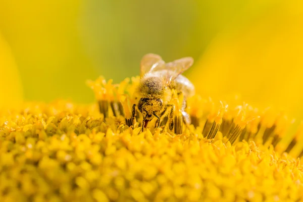 Honingbij bestuiven bloesem van gele zonnebloemen in de zomer — Stockfoto