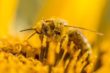 Detaylı sarı polen bacakları havada bal arısı kaplı