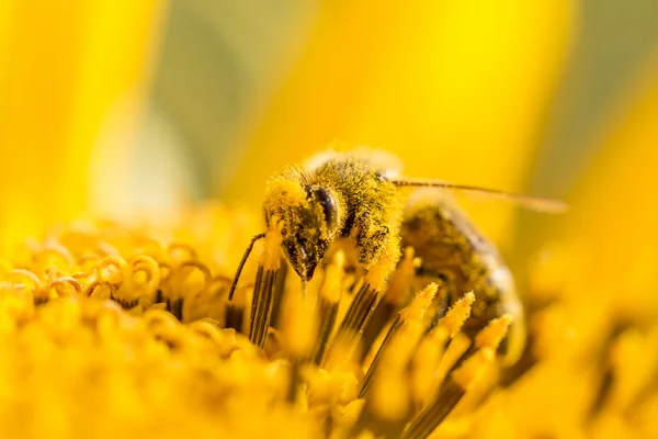 Honigbienen bestäuben Blütenstaub — Stockfoto