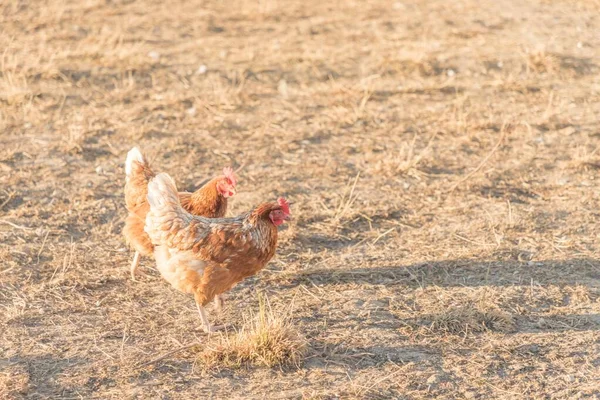 Braune Hühner Leben Freien Auf Der Wiese Des Bio Geflügelhofes — Stockfoto