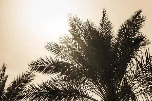 Paraíso Turismo Tropical Palmas Sol Ensolarado Verão Céu Amarelo Luz — Fotografia de Stock