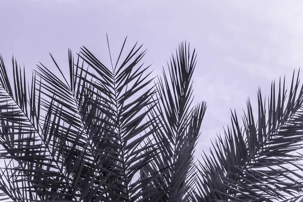 Tropical Tourism Paradise Palms Sunny Summer Sun Purple Sky Sun — Stock Photo, Image