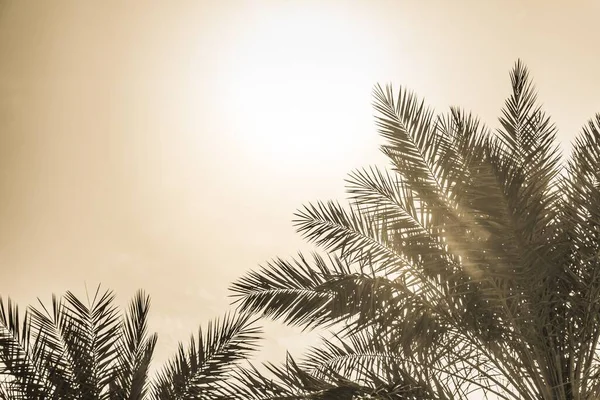 Paraíso Turismo Tropical Palmas Sol Ensolarado Verão Céu Amarelo Luz — Fotografia de Stock