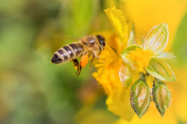 Honingbij Met Stuifmeelkorrels Vliegen Nectarbloem Verzamelen Dieren Vliegen Naar Bestuiving — Stockfoto