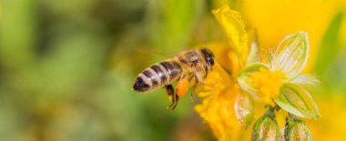 Polen topakları olan bal arısı nektar çiçeği toplamak için uçar. Hayvan tozlaşmaya uçuyor. Çevre ekosistemi için önemli bir böcek. Doğanın iklim değişikliğinin sürdürülebilirliği.