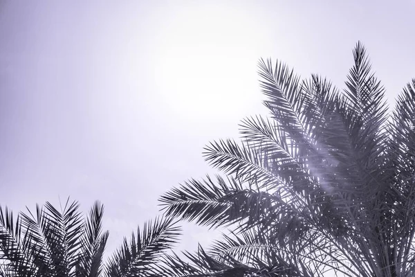 Paraíso Turismo Tropical Palmas Sol Ensolarado Verão Céu Roxo Luz — Fotografia de Stock