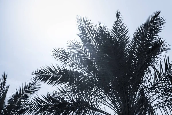 Tourisme Tropical Paradis Palmiers Ensoleillé Été Ciel Bleu Soleil Lumière — Photo