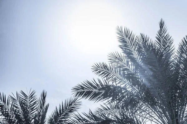 Paraíso Turismo Tropical Palmas Sol Ensolarado Verão Céu Azul Luz — Fotografia de Stock